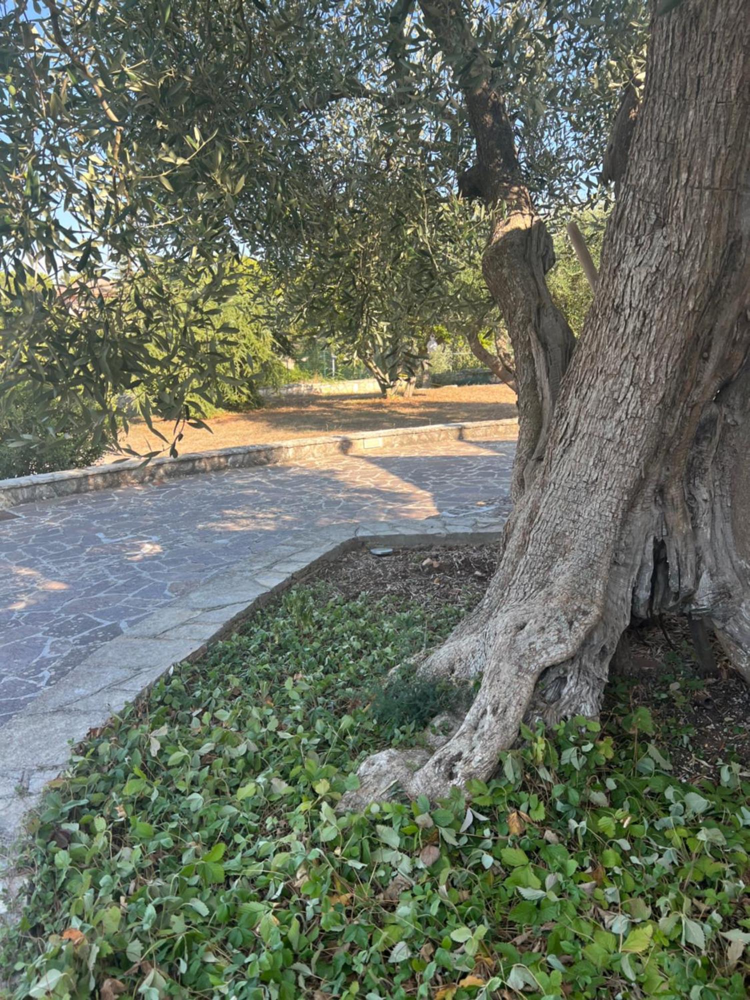 I trulli di Eva Apartment Noci Exterior foto